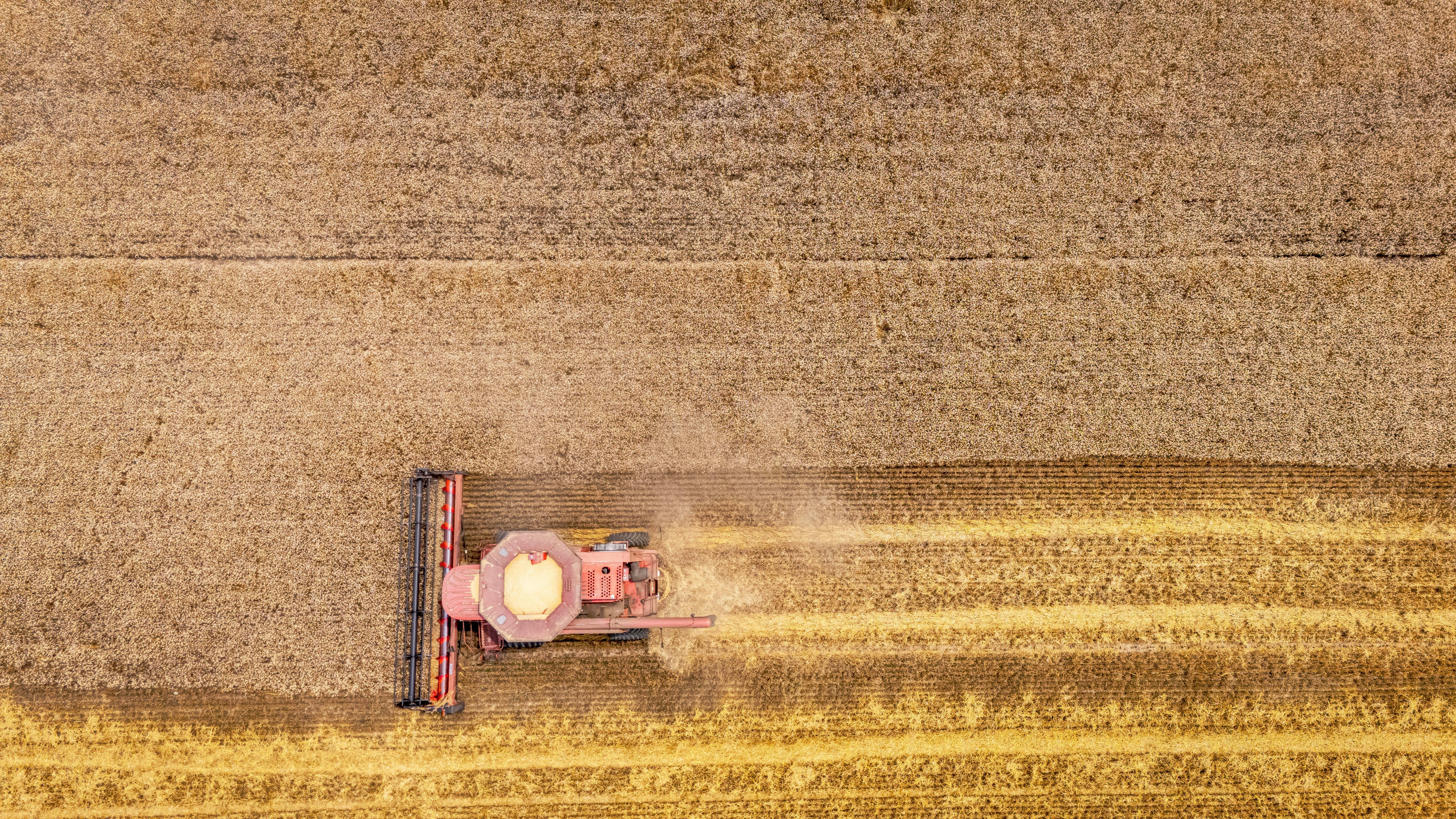 Drone shot of a harvester working in a wheat field in Macclesfield, North Carolina.