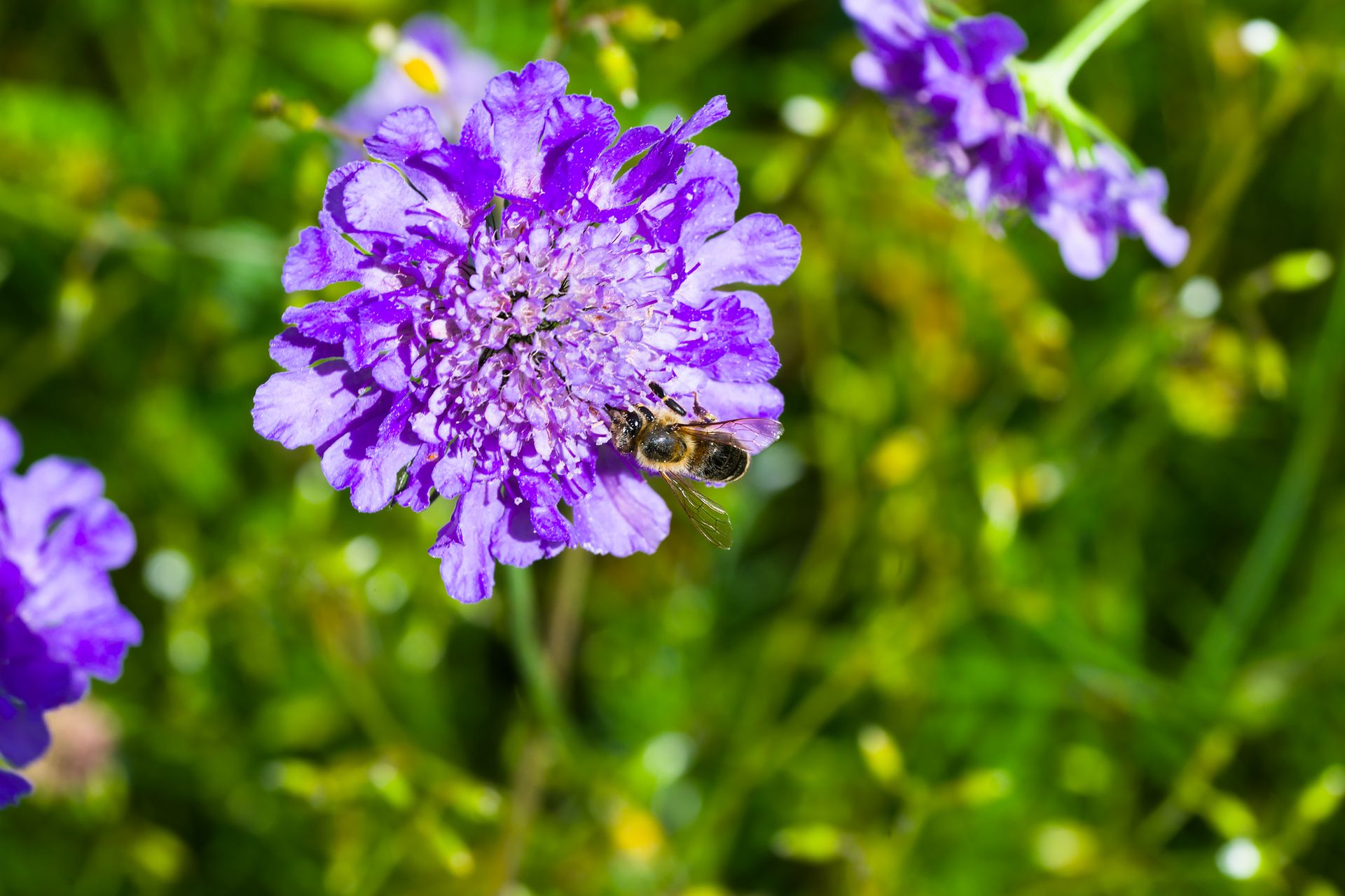 A bee pollinating a vibrant purple dwarf pincushion flower in Le Locle, Switzerland garden.