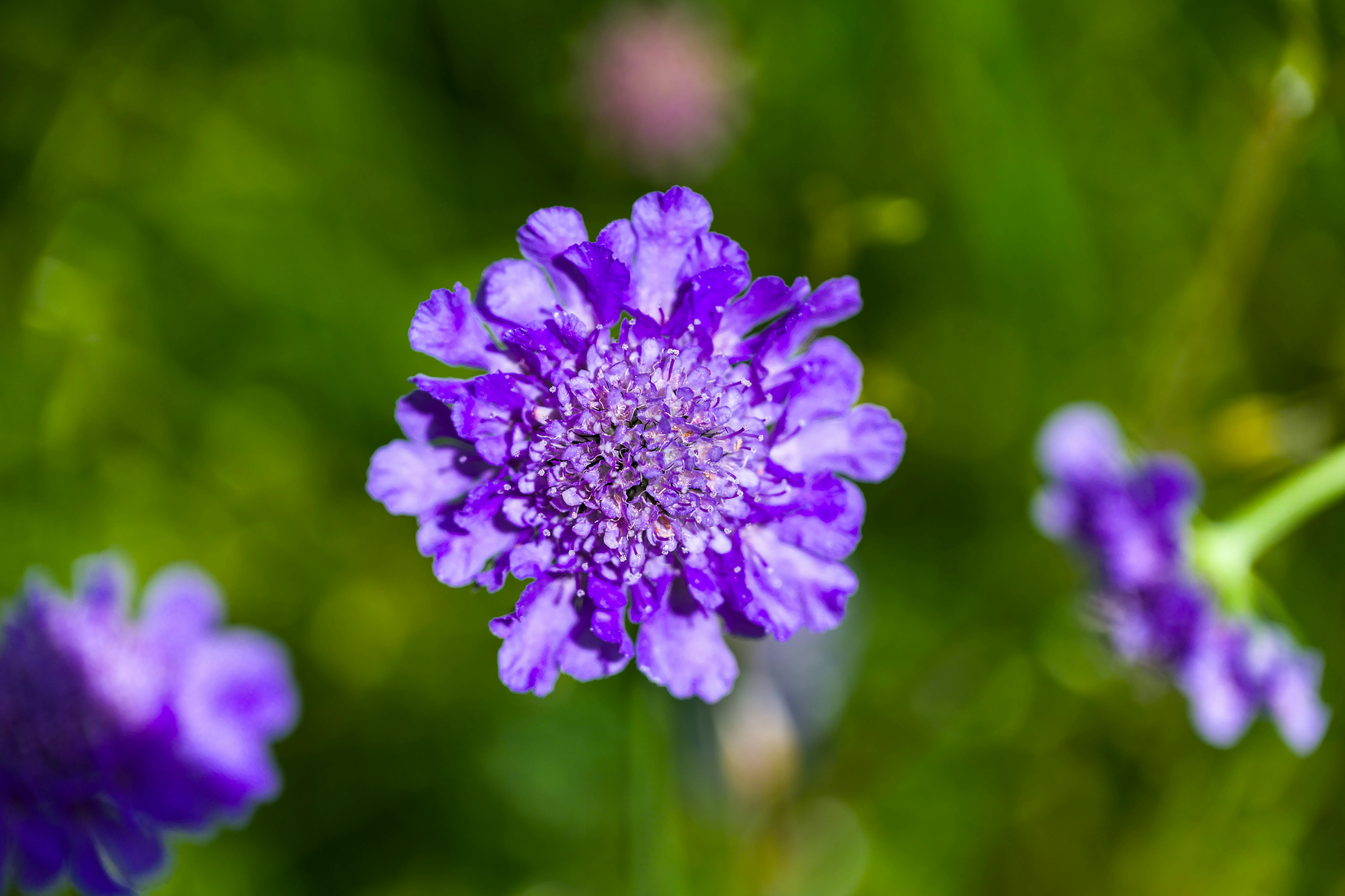 Knautia macedonica