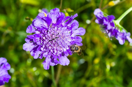 Close-up of a bee pollinating a vivid purple scabiosa flower in Le Locle, Switzerland.