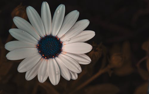 Вид сверху цветок белой ромашки