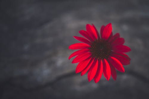 Gratis arkivbilde med blomst, blomstret, makro