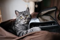 一只可爱的虎斑猫舒适地坐在室内的袋子里，非常适合寻找猫科动物形象的宠物爱好者