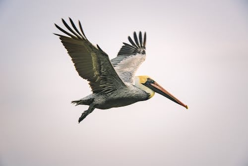 Fotobanka s bezplatnými fotkami na tému denné svetlo, exteriéry, hnedý pelikán