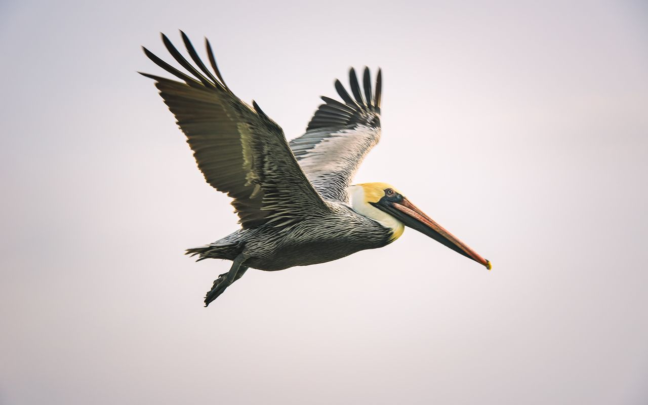 Brown pelican soaring gracefully against a clear sky in Fort Walton Beach, Florida.