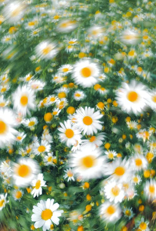 Безкоштовне стокове фото на тему «білі польові квіти, зростання, квітка»