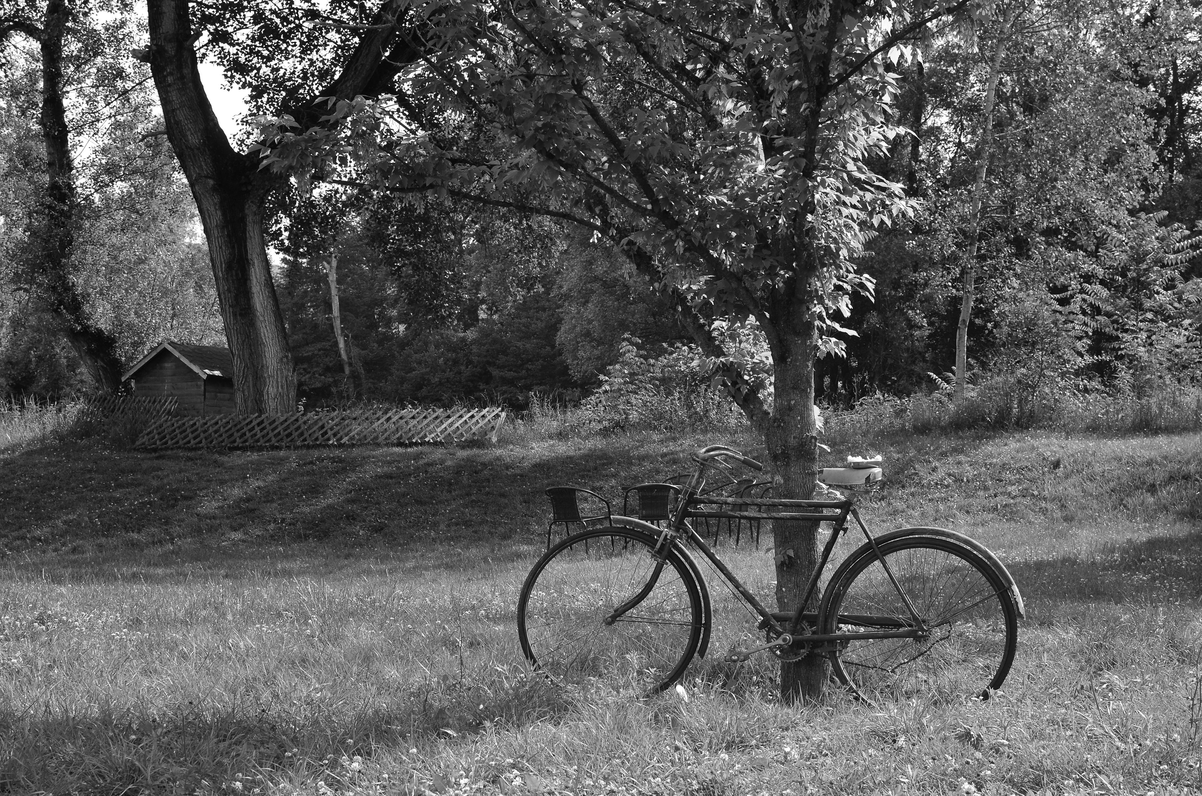 A classic black and white photo of a vintage bicycle leaning against a tree in a tranquil park setting.