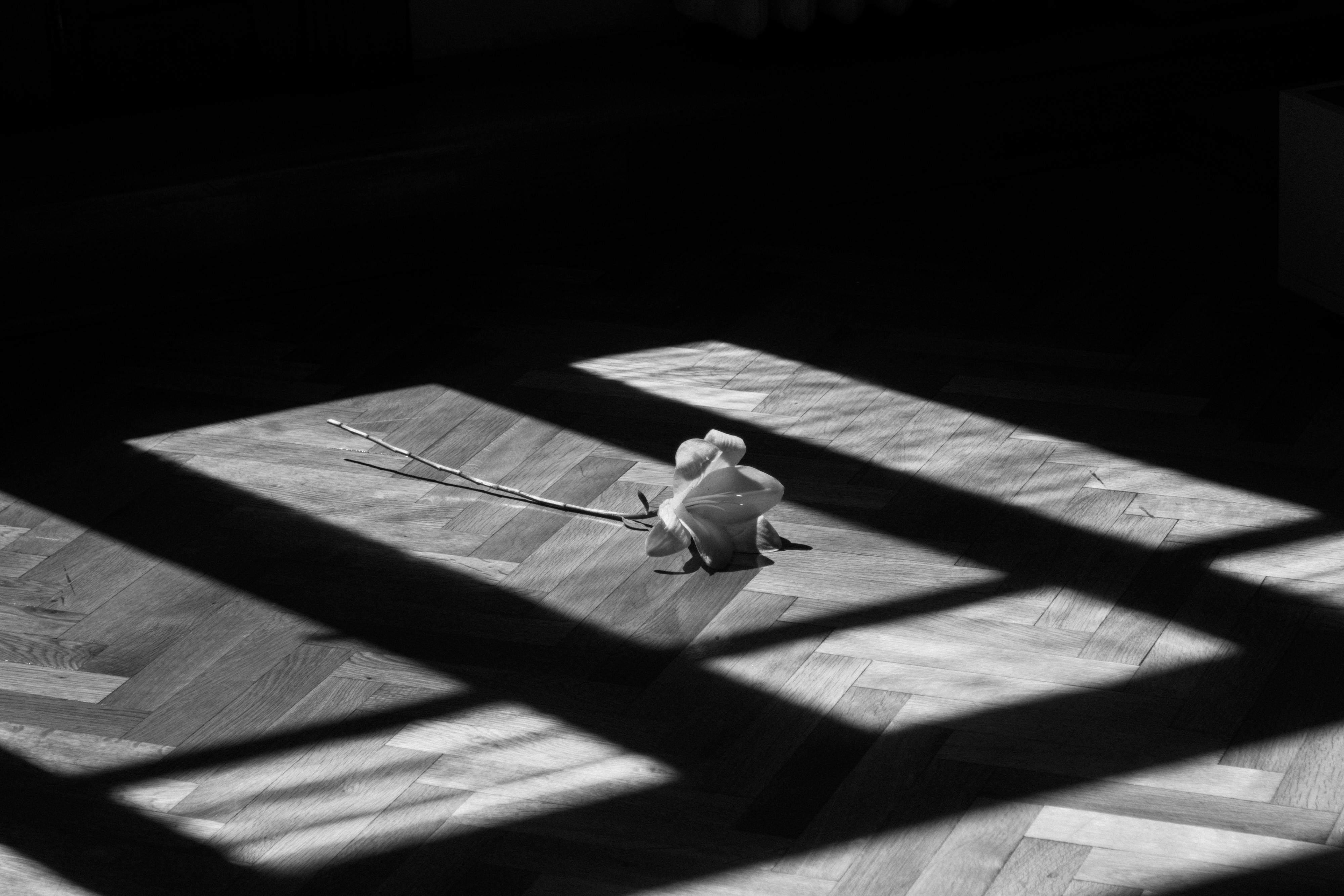 A single flower lies on a wooden floor, bathed in dramatic black and white sunlight and shadows.