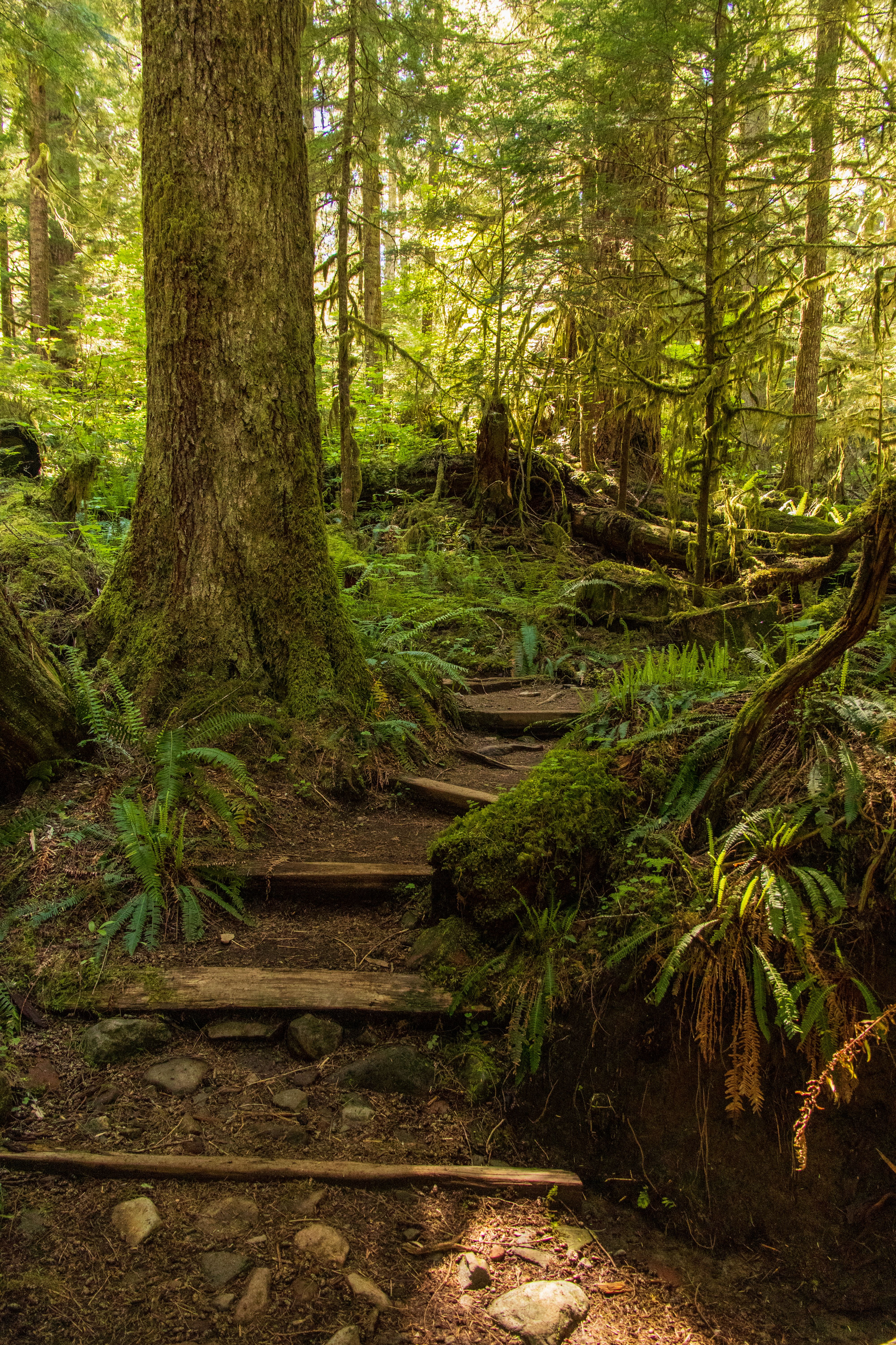 Trail in Forest · Free Stock Photo