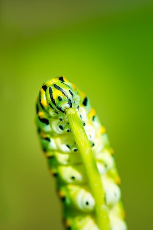 Gratis La Fotografia Macro Di Green Caterpillar Foto a disposizione