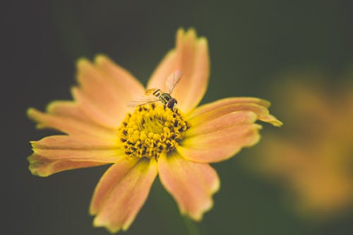 Макро фотография насекомого, сидящего на цветке