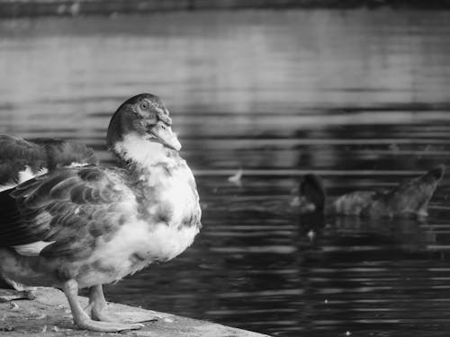 Black and White Photo of a Duck