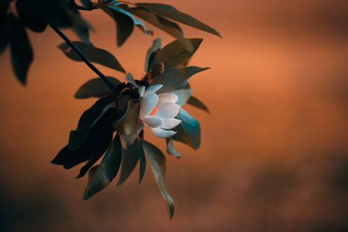 Free A beautiful magnolia bloom surrounded by lush green leaves against a warm sunset background. Stock Photo