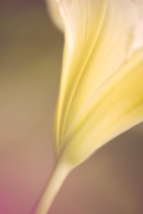 Gratis arkivbilde med blomst, daglilje, makrofotografering