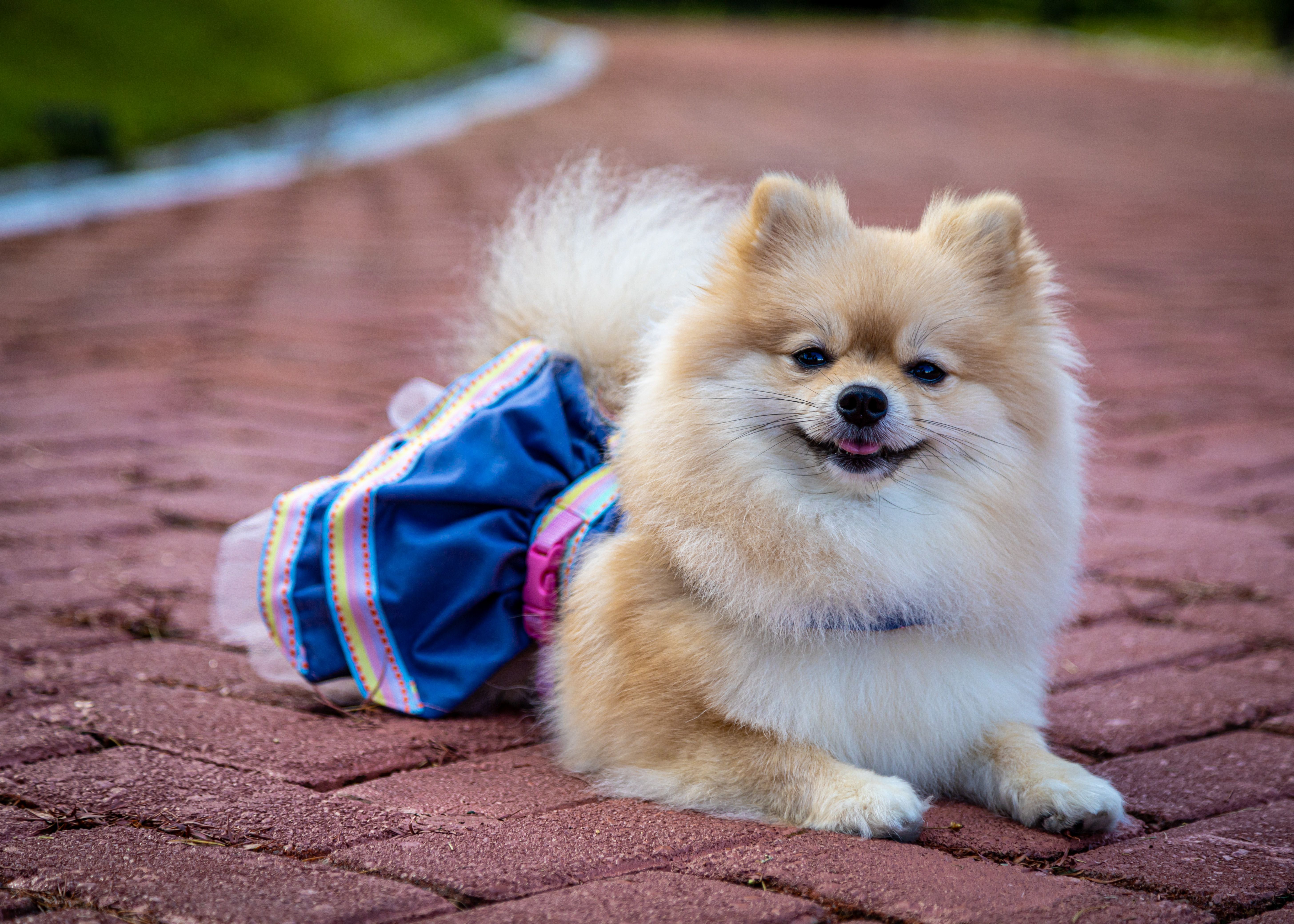 Rapawzel Dog Grooming &amp; Daycare Opens New Location on Manhattan’s Upper West Side — Photo by Yasmin Macêdo on Pexels
