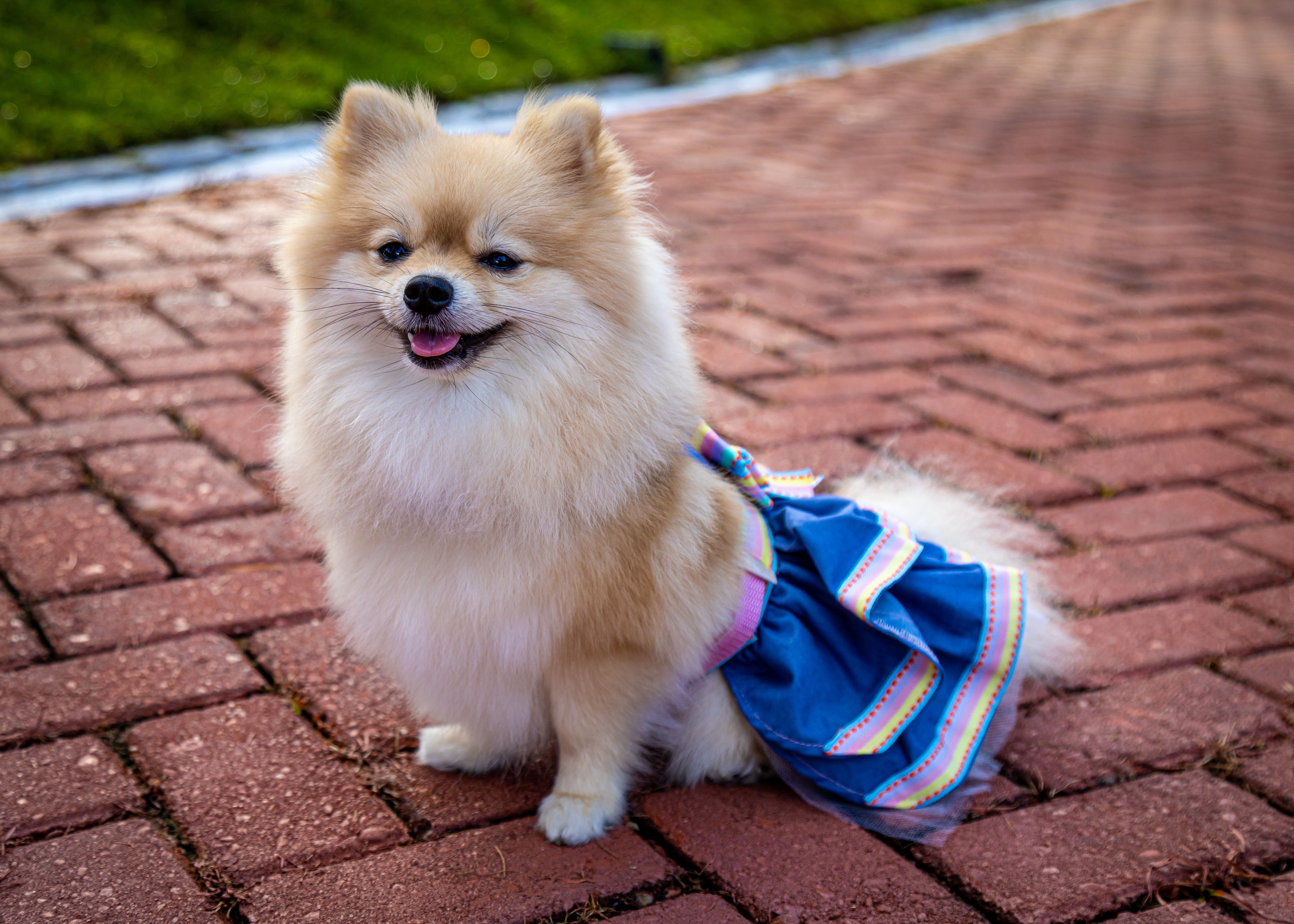 Pomeranian in a Dress Sitting on the Sidewalk · Free Stock Photo