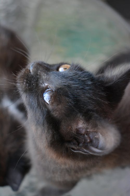 Photos gratuites de animal, animaux, animaux de compagnie