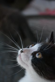 Close-up portrait of a black and white kitten looking upwards, highlighting its expressive eyes and whiskers.