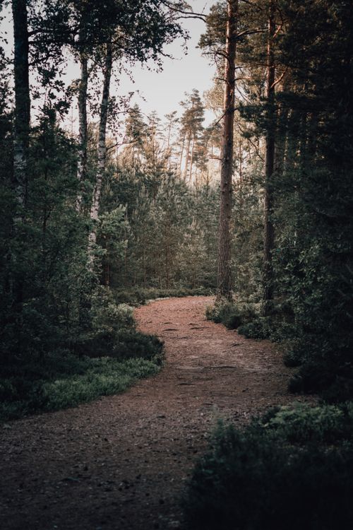 Free Explore a serene winding path through a lush green forest with tall conifer and birch trees. Stock Photo