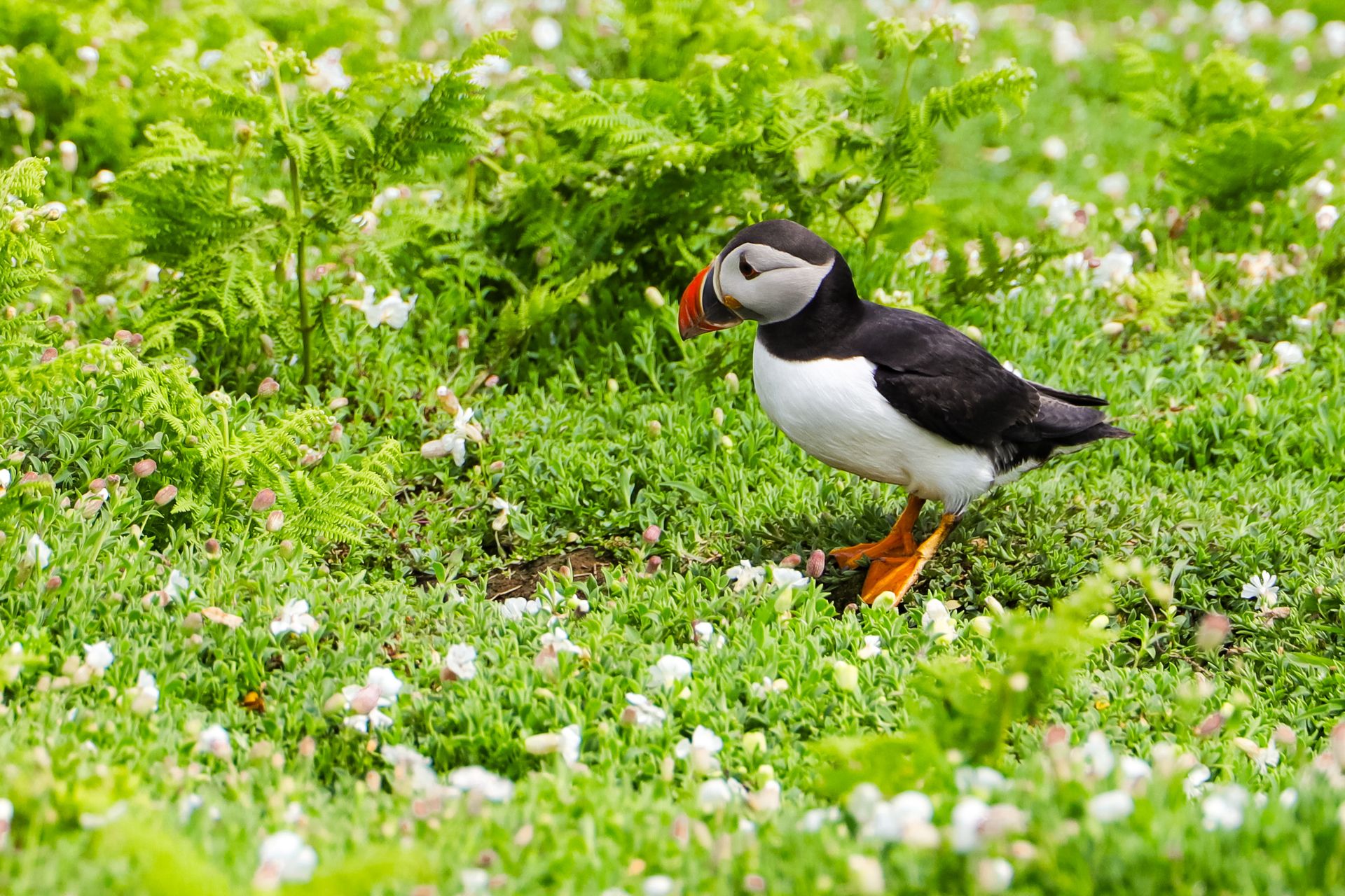 A vibrant Atlantic Puffin standing in a blooming Welsh meadow, showcasing wildlife beauty.
