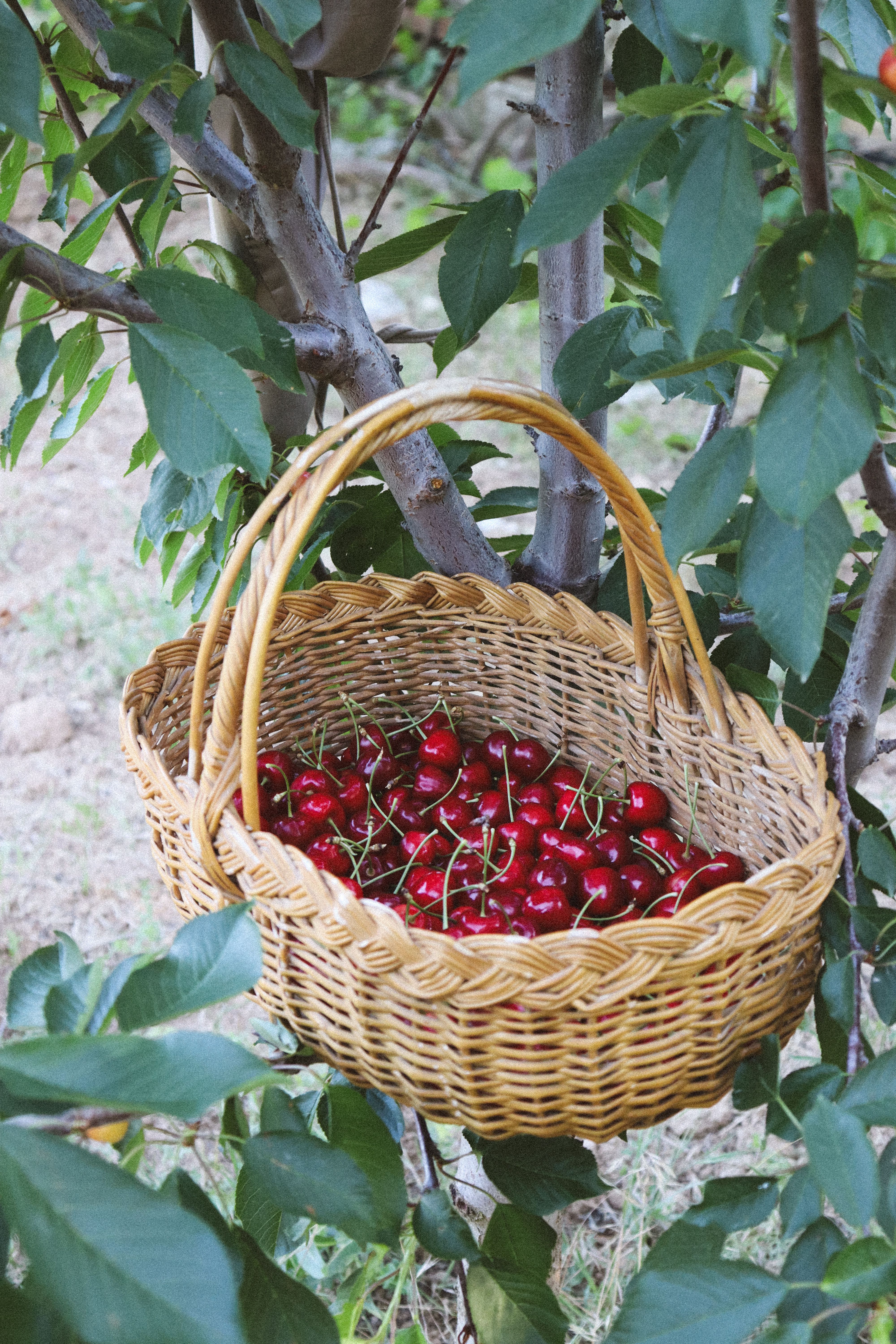 freshly picked cherries in a wicker basket