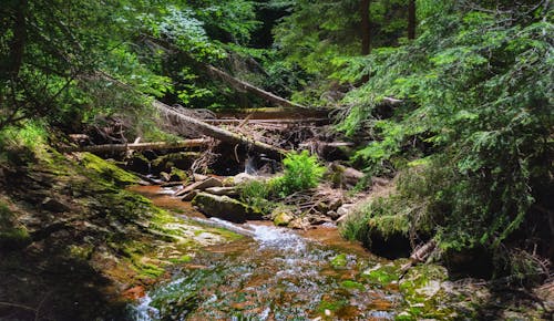 Fotobanka s bezplatnými fotkami na tému borovice, hora, horská rieka