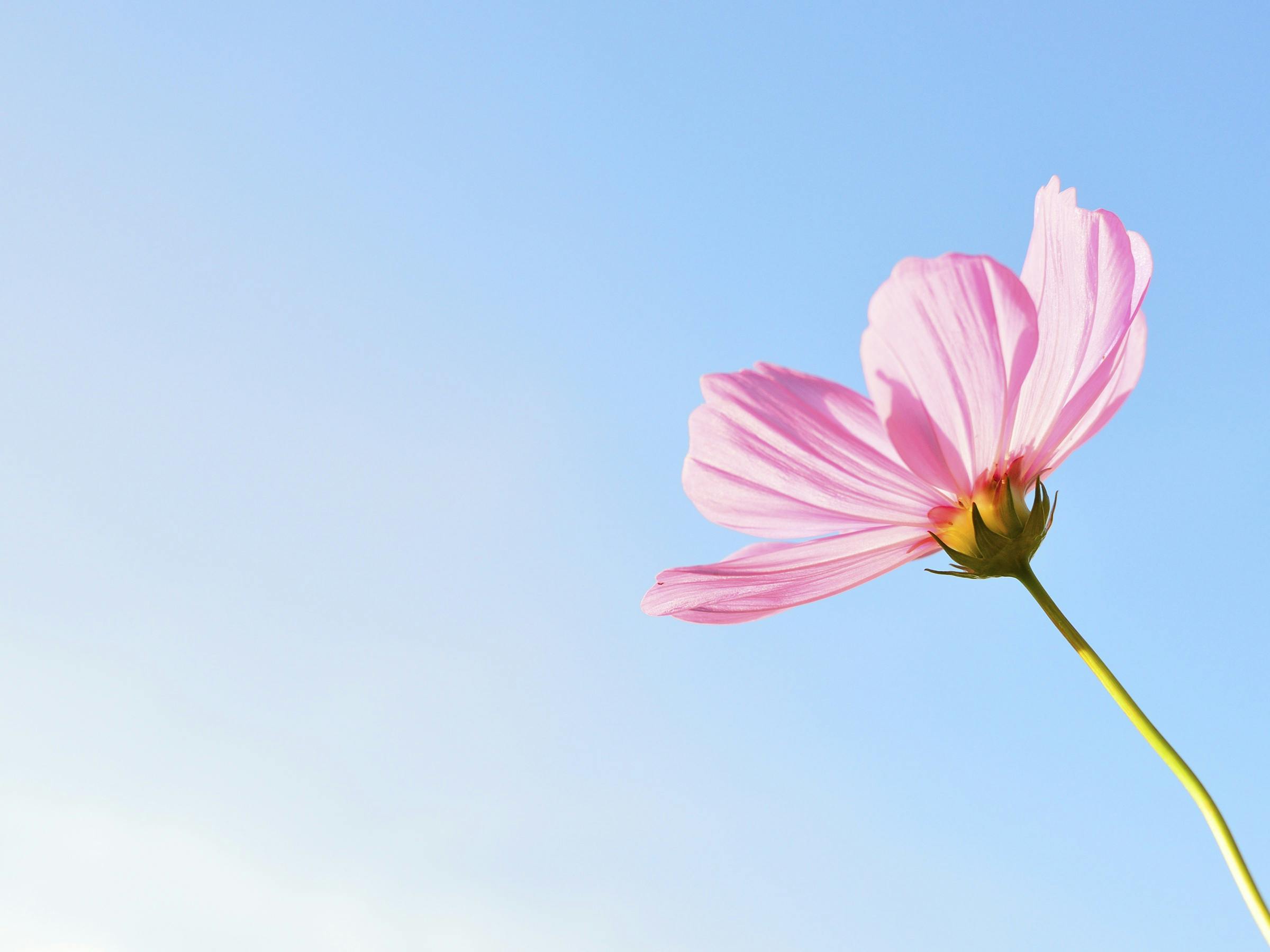 Free Stock Photo Of Cosmos Flowers Flower Flowers