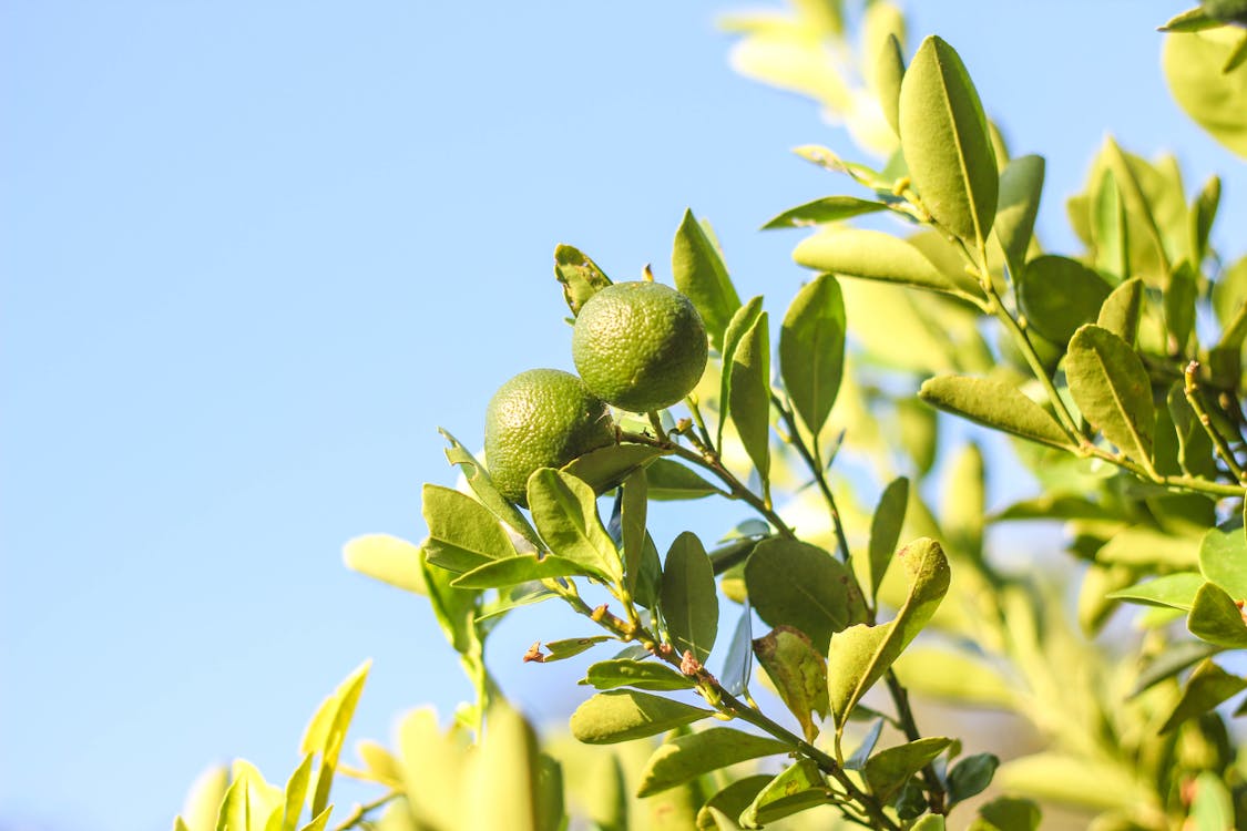Free Green Fruit on Tree Stock Photo