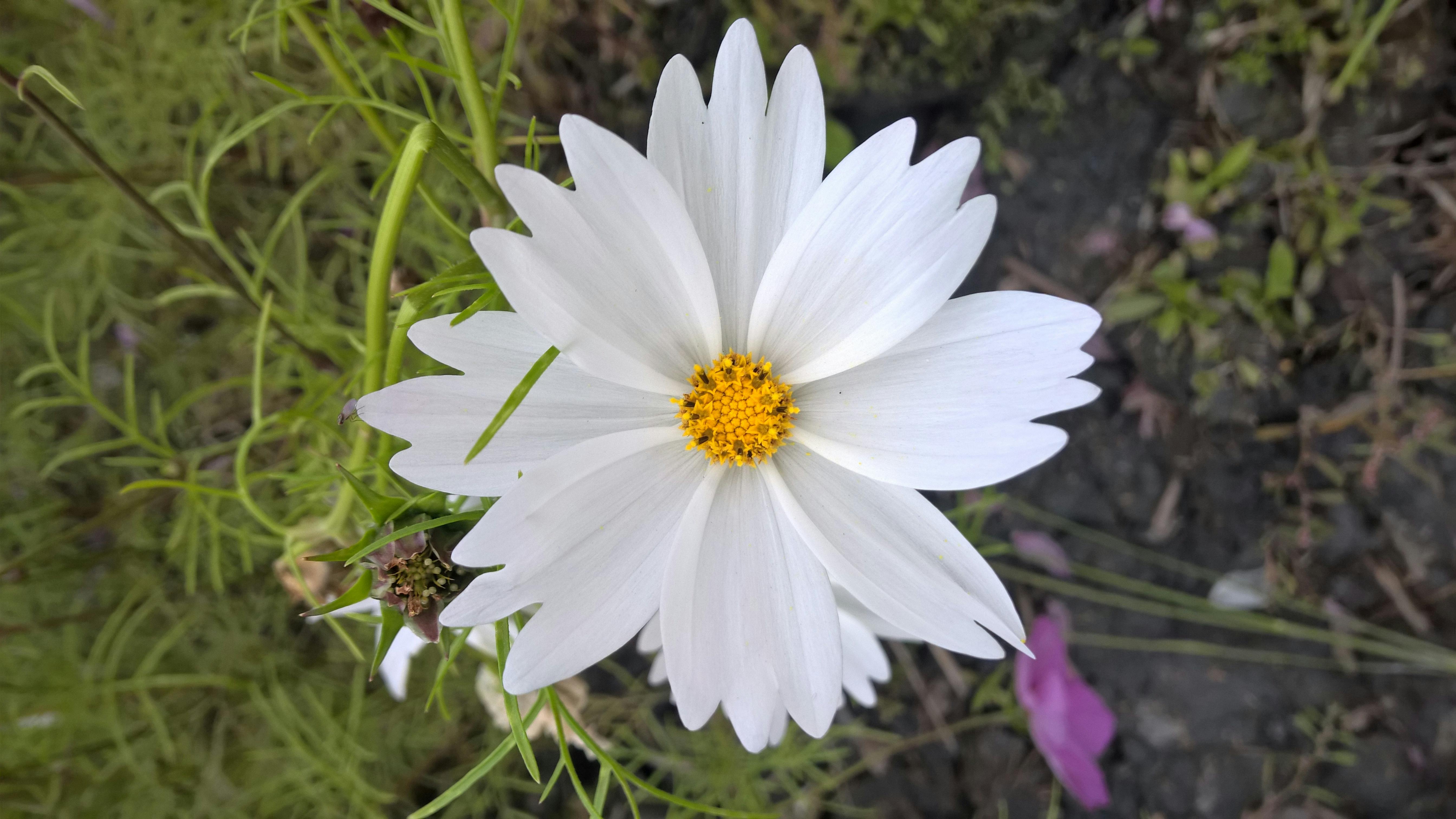  Gambar  Bunga  Dari Kacang Hijau