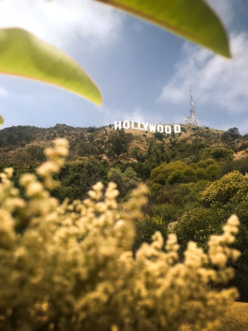 Hollywood Teken