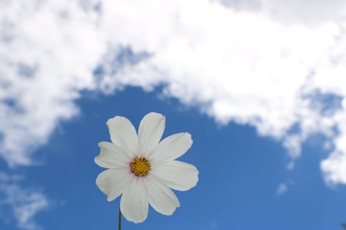 Kostenlos Weiße Kosmosblume Unter Weißer Wolke Stock-Foto