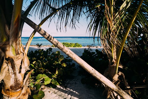 해변 근처 녹색 코코넛 나무