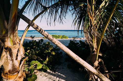 Albero Di Cocco Verde Vicino Alla Spiaggia