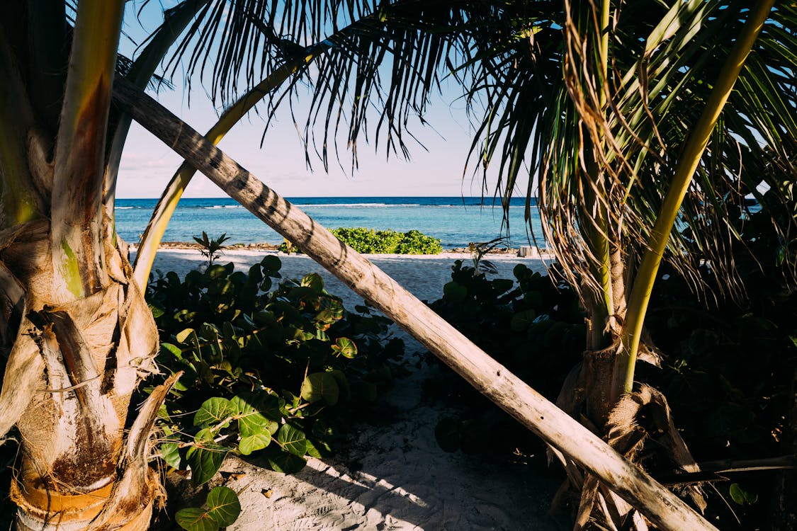 Green Coconut Tree Near Seashore