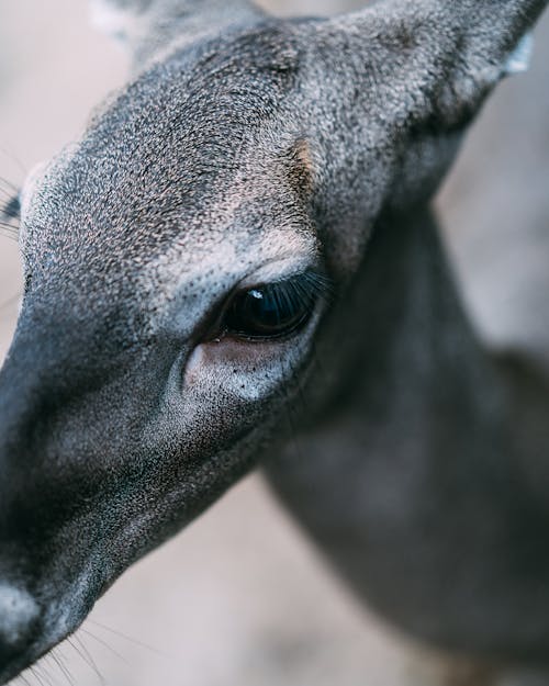 Free Close-Up Photo of Gray Deer Stock Photo