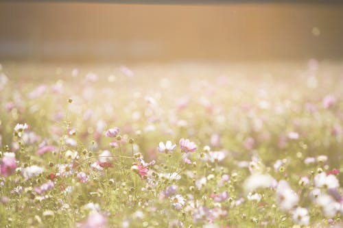 ピンクと紫の花畑