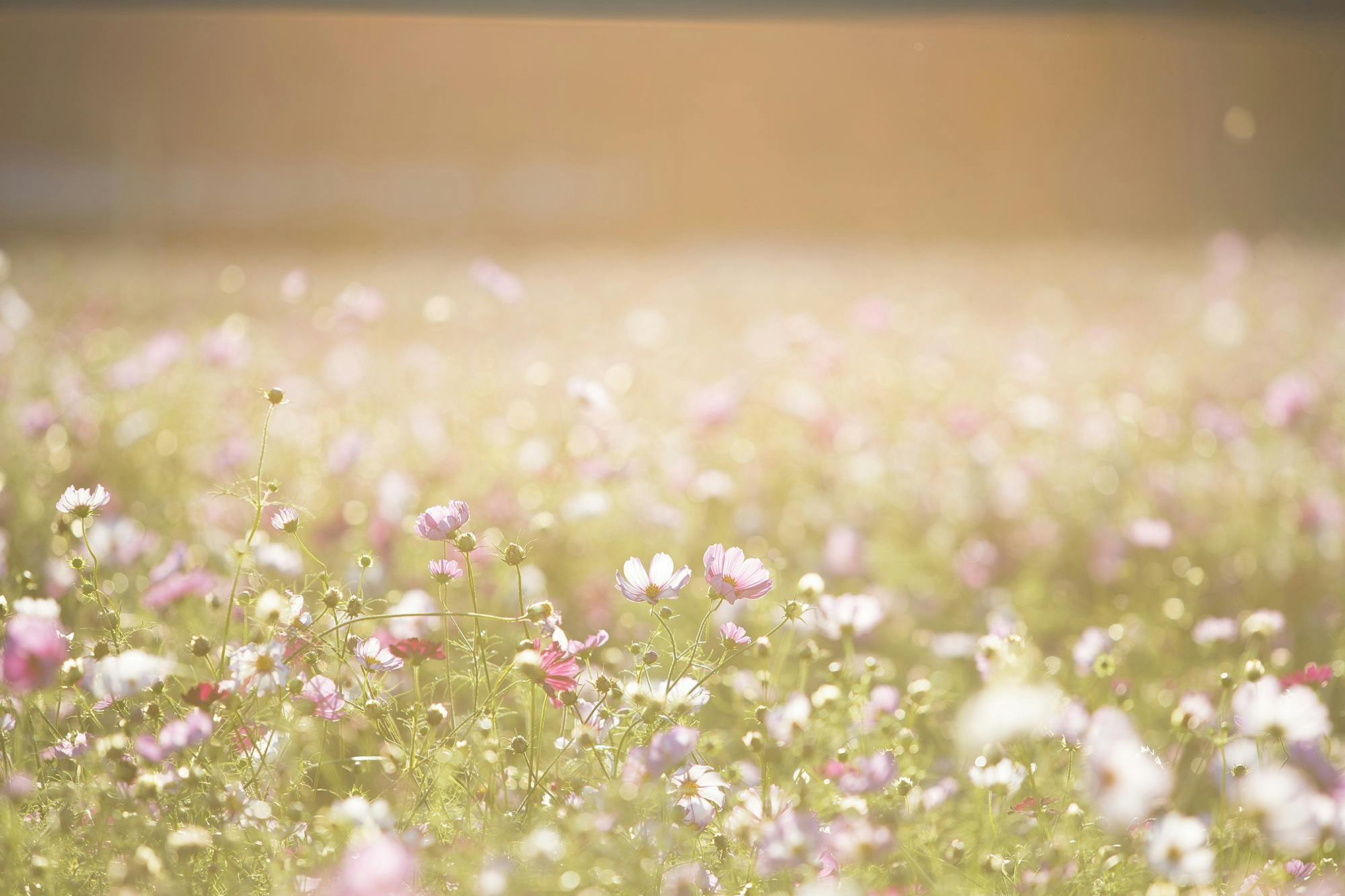 Spring Flower Blue Sky Light Effect Creative Background, Desktop Wallpaper,  Spring, Flowers Background Image And Wallpaper for Free Download