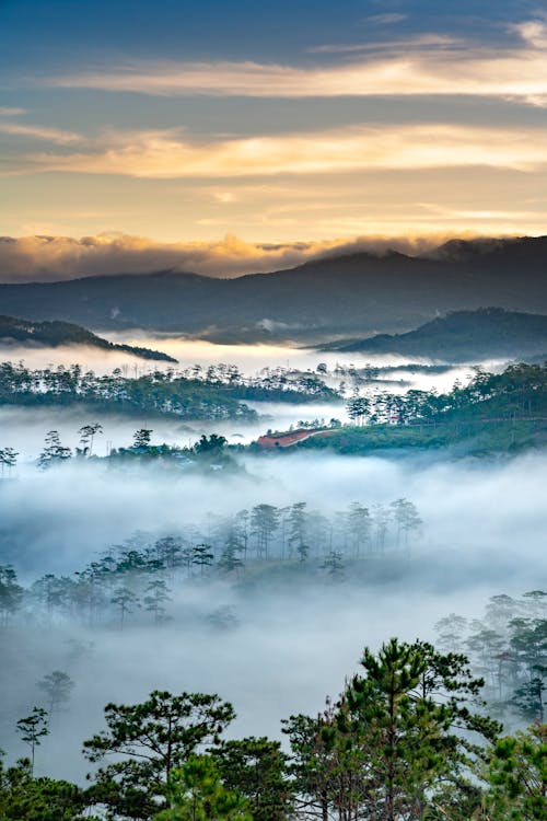 Foto De árvores E Montanhas Cobertas De Névoa