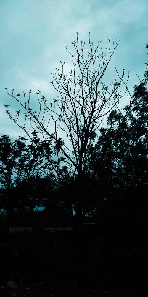 Free stock photo of bare tree, blue sky, shadow