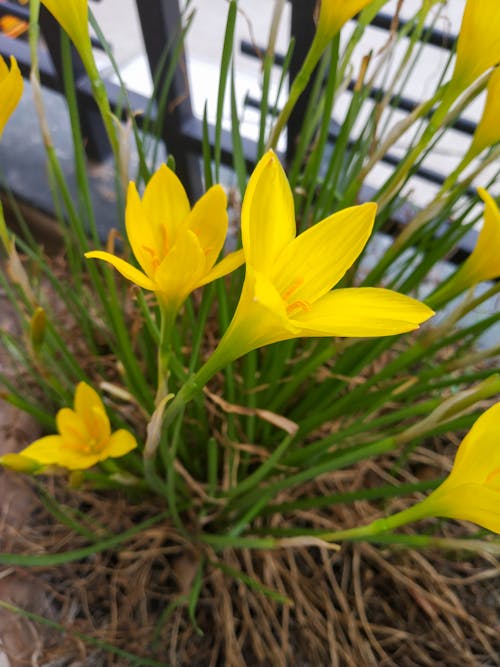 Free stock photo of beautiful flower, yellow