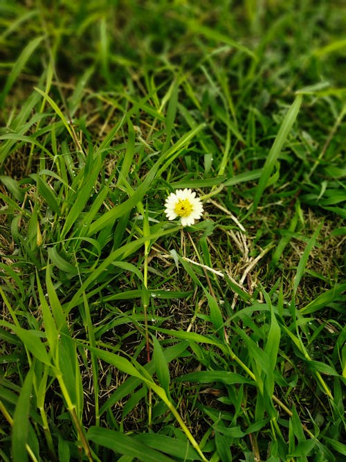 Free stock photo of beautiful flower, grass land, green