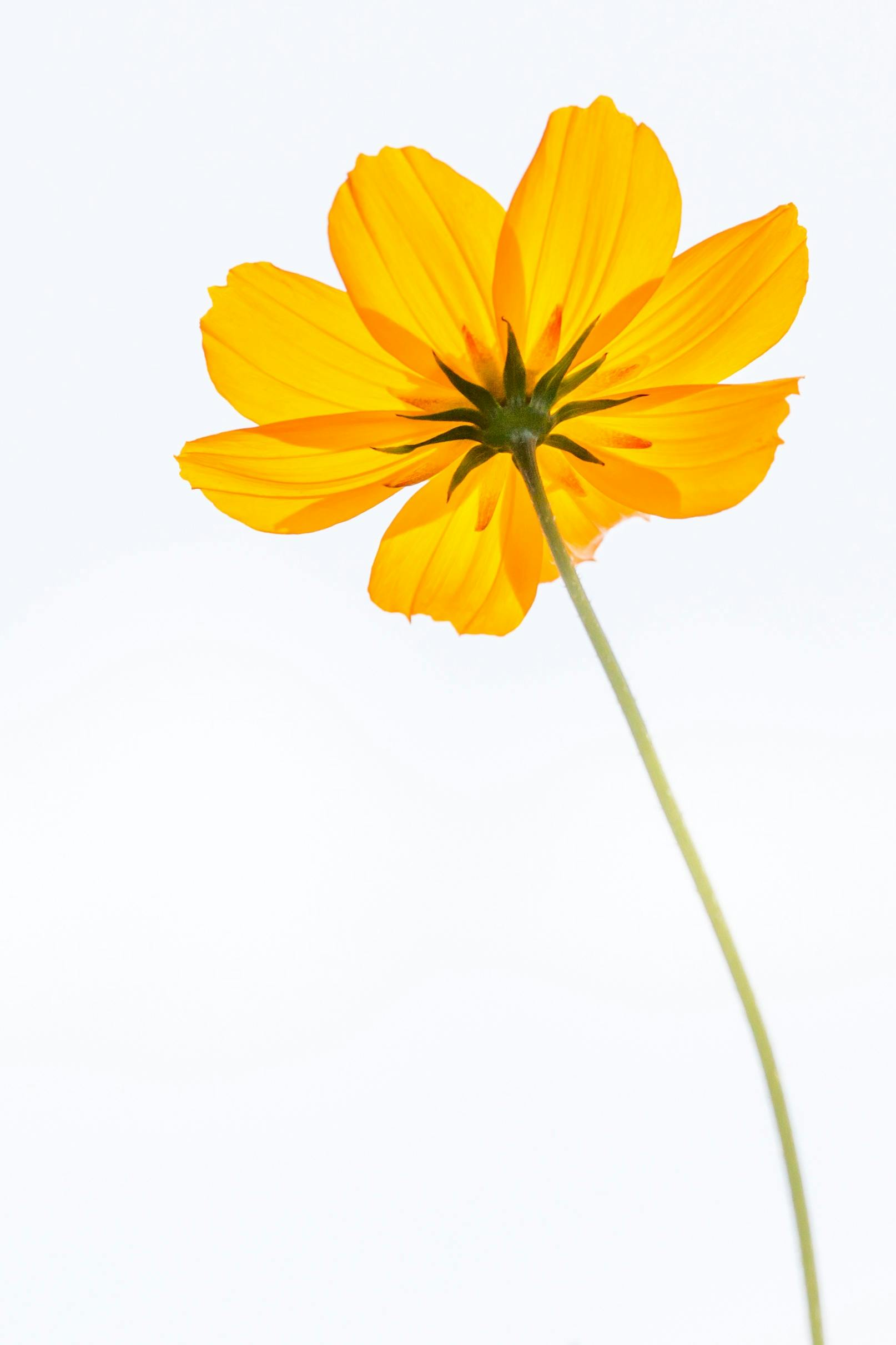 有关一朵花 宇宙 花的免费素材图片 有关一朵花 宇宙 花的免费素材图片