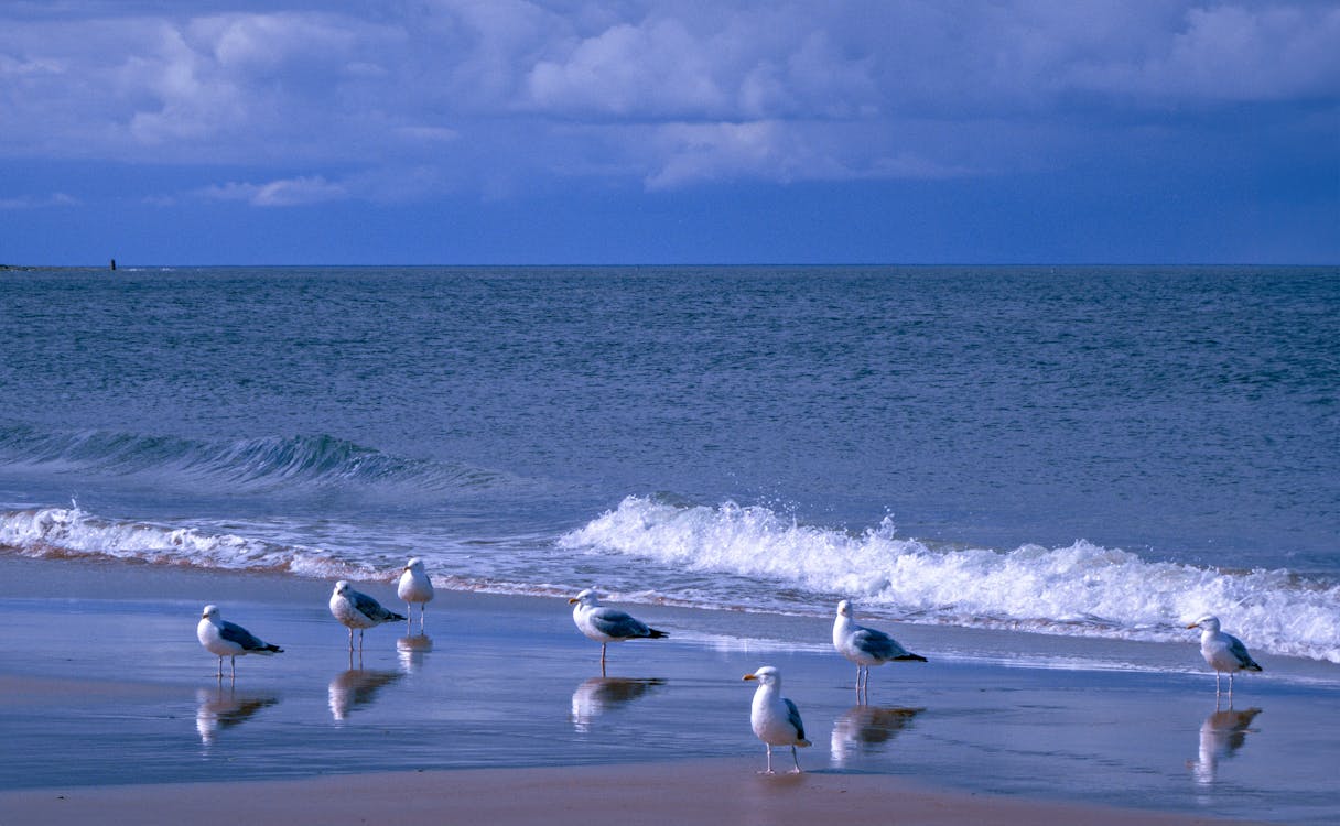 A group of seagulls on the beach