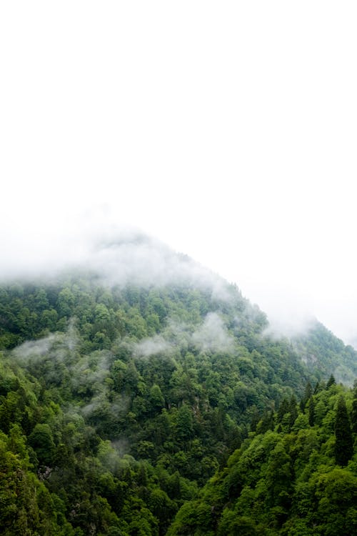 Kostnadsfri bild av dimma, dimmig, natur