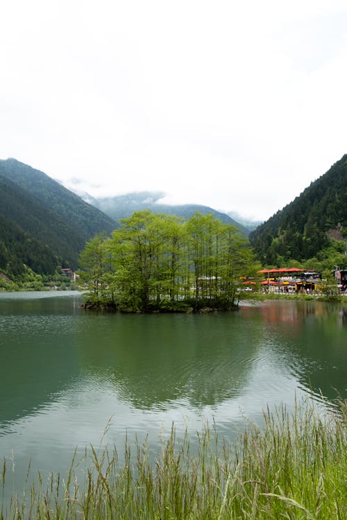 Kostnadsfri bild av lackad, natur park, natur tapeter