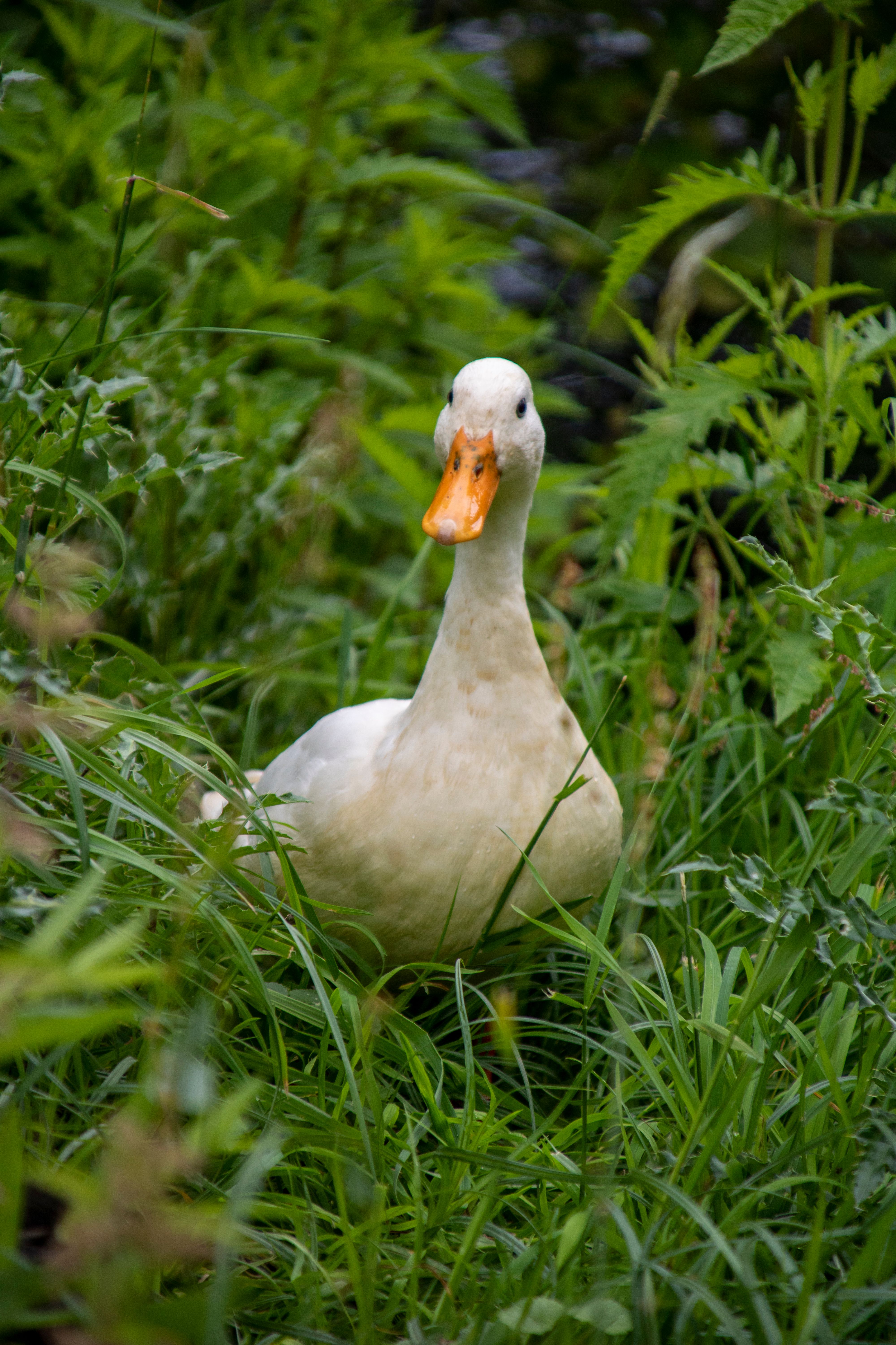 Duck in Grass · Free Stock Photo