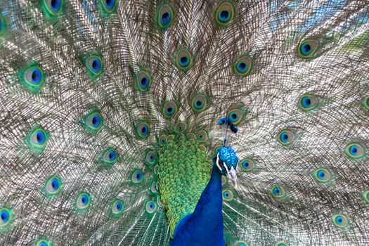 peacock photo