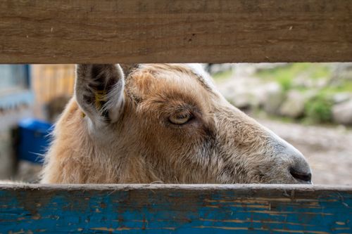 Free A detailed side profile of a donkey peering through a wooden fence, capturing rural charm. Stock Photo