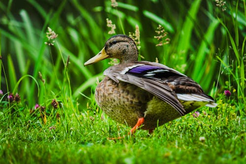 Free stock photo of animal, avian, bird