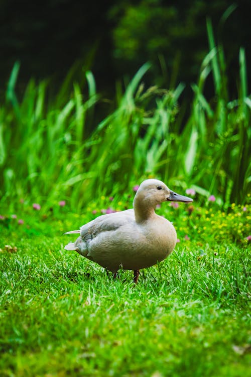 Free stock photo of animal, avian, bird